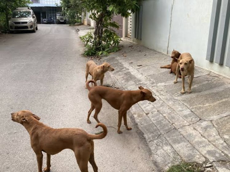 ग्रेटर नोएडा में आवारा कुत्तों से परेशान शख्स ने आत्मरशा के लिए मांगा रिवॉल्वर का लाइसेंस