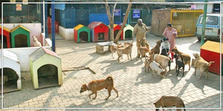 नोएडा में शुरू हो गया डॉग शेल्टर होम, बेसहारा कुत्तों को मिलेगा ठिकाना